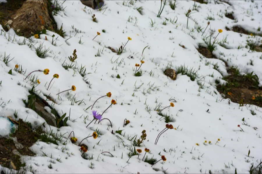 꽃이 떨어져 흙이 되다, 일체유심조: 정금희의 花落以土