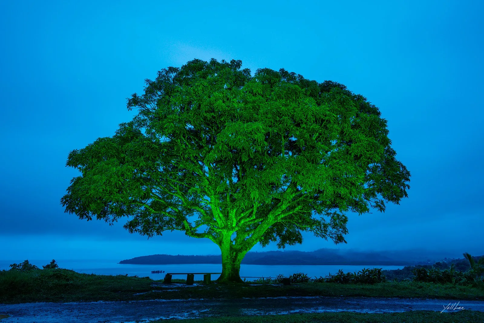 이열, 〈Mango tree_Sawani〉, 2023, Pigment ink-jet print, 138x99cm