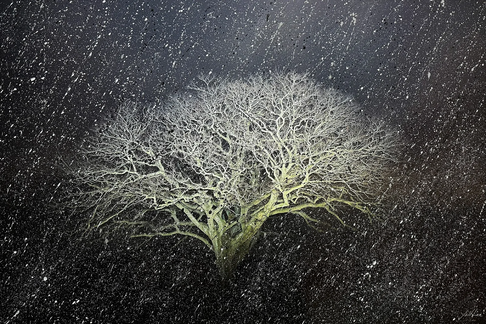 이열, 〈자은도 면전리 팽나무〉, 2025, Pigment ink-jet print, 138x94cm