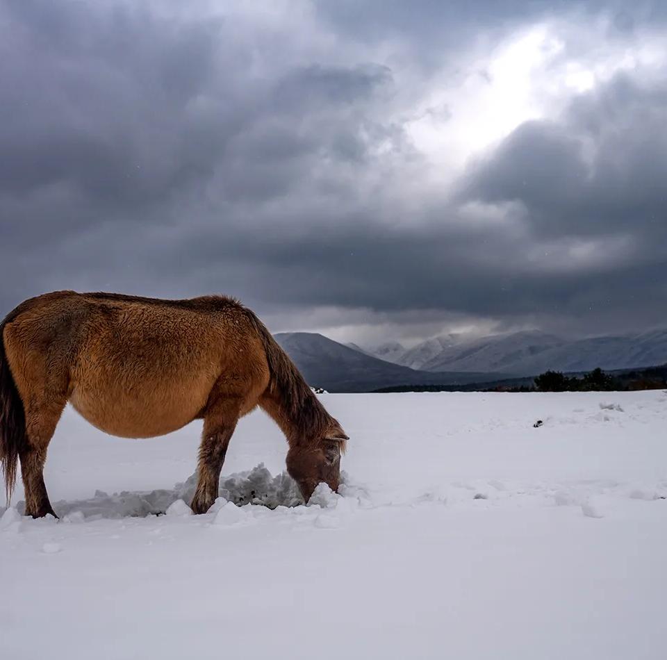 겨울중산간 - 김수오