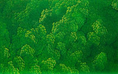 GreenForest(3) - 윤겸