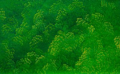 GreenForest - 윤겸