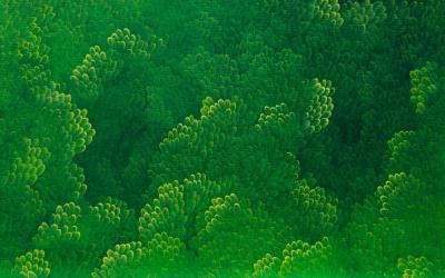 GreenForest (2) - 윤겸