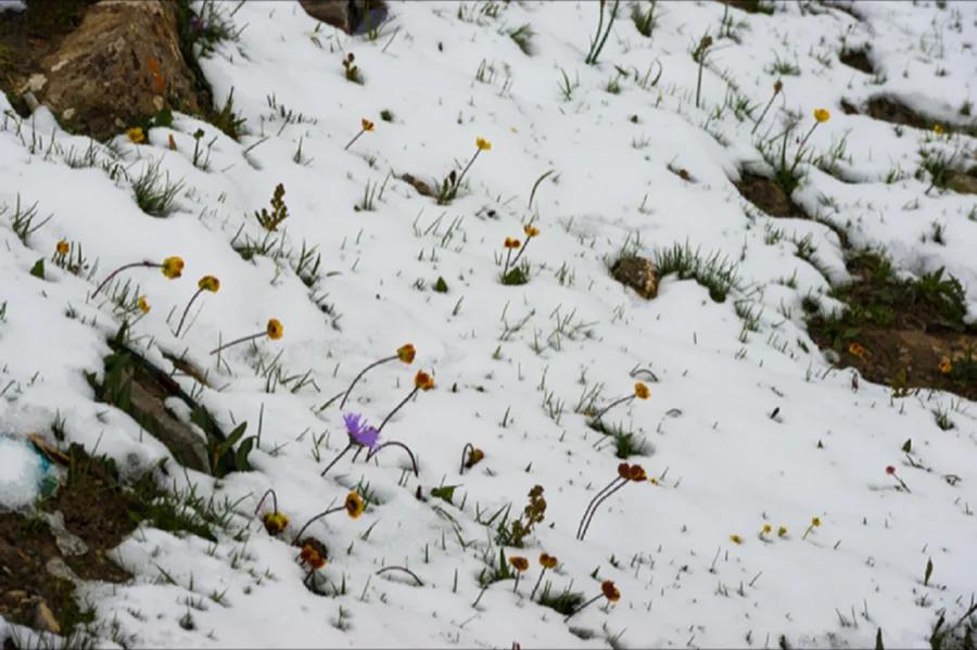 화락이토花落以土 #15, Archival pigment print - 정금희