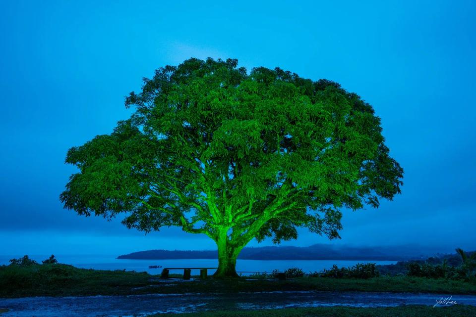 Mango tree_Sawani, Hahnemühle Baryta FB, pigment ink-jet print - 이열