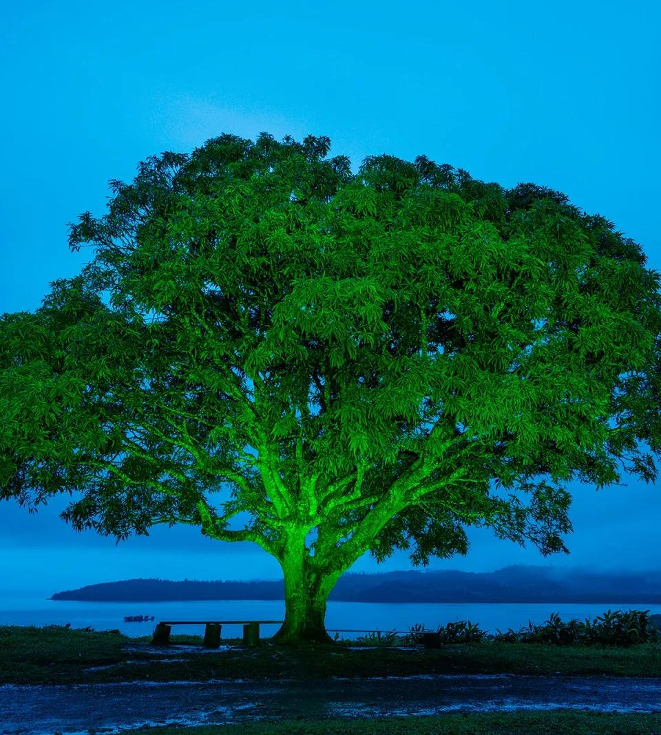 Mango tree_Sawani - 이열
