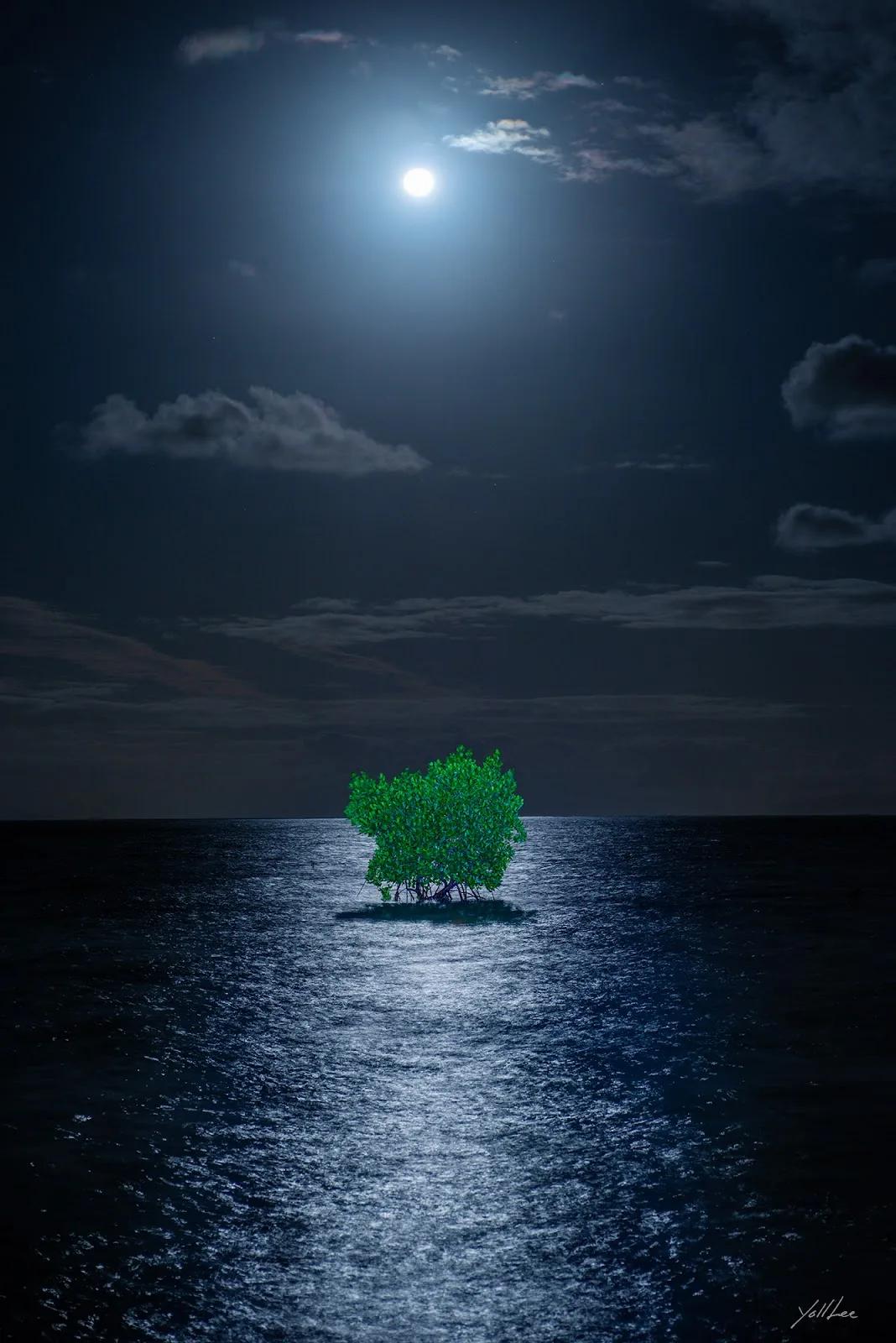 Lee Yeol, Moonlight Mangrove_Tokuo, 2023, fine-art print