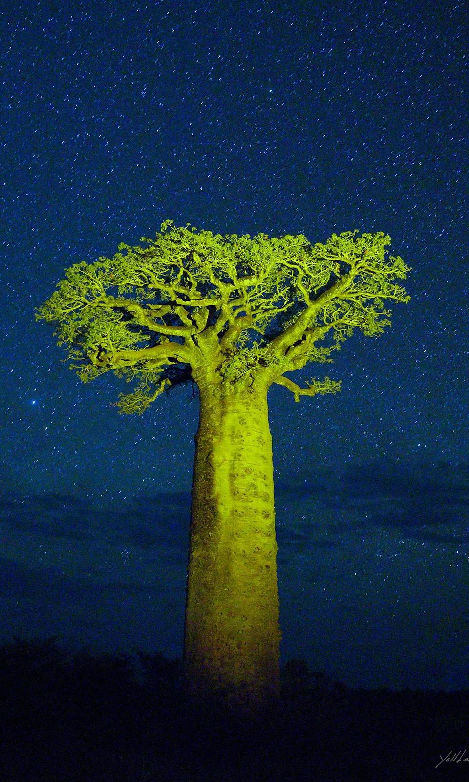 별들과 녹색 바오밥 - 이열