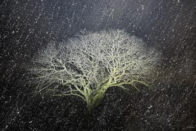 Hackberry Tree of Myeonjeon-ri, Jaeundo - Lee Yeol