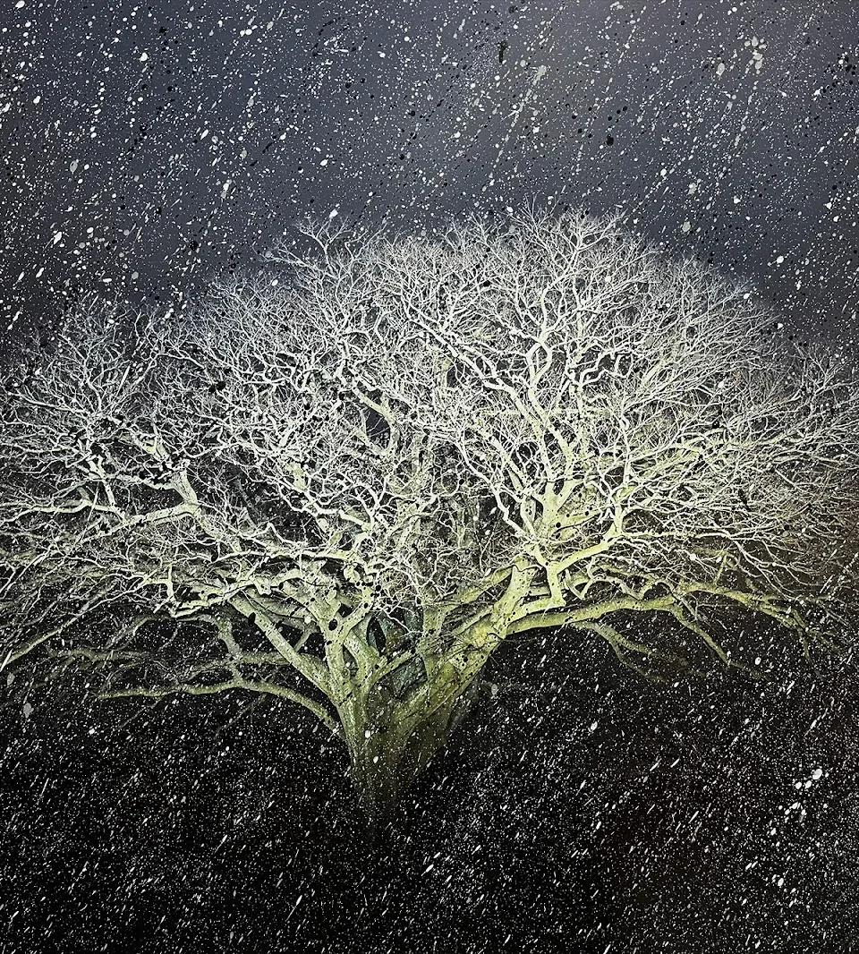 자은도 면전리 팽나무 - 이열