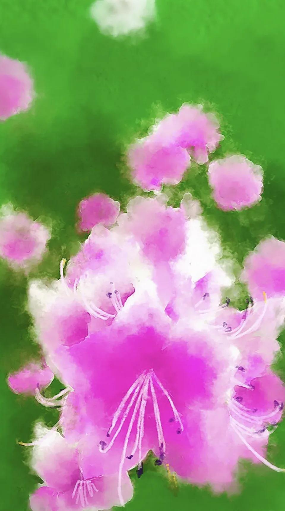 진달래진달래 - 림지언